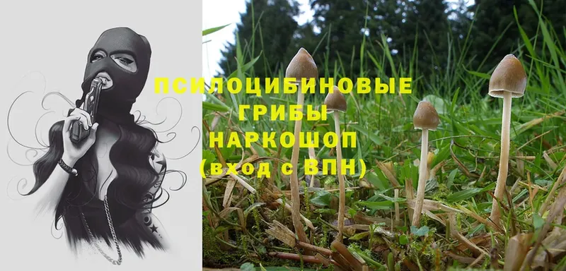 ссылка на мегу ссылки  Поронайск  Галлюциногенные грибы Cubensis 